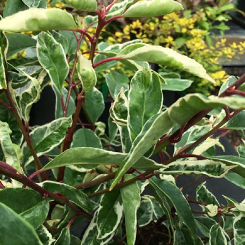 Pot Grown Portuguese Laurel Prunus Lusitanica Hedge | ScotPlants Direct